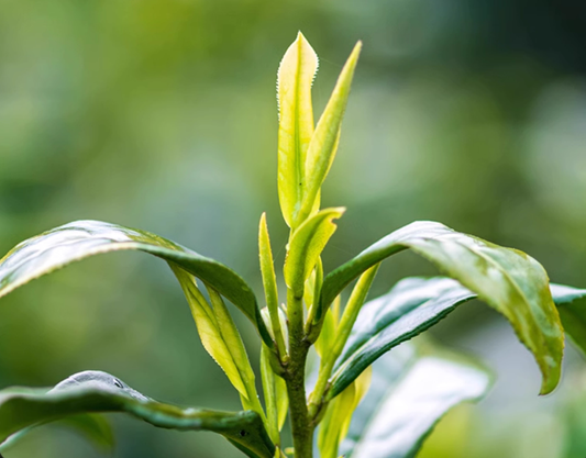 LongJing Green Tea Top grade